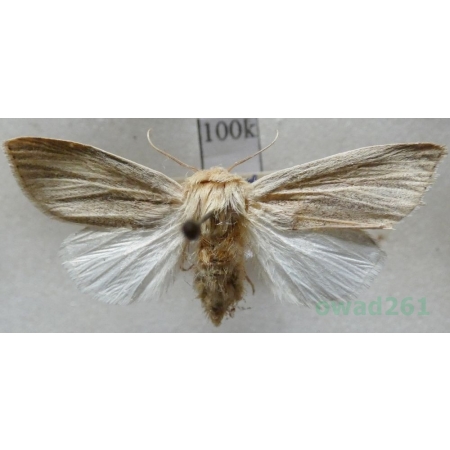 Simyra albovenosa (Goeze, 1781) Włócznica białożyłka Czech100k